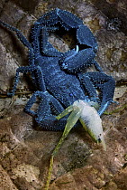 Scorpion feeding on prey, seen under UV light, Jatun Sacha Biological Reserve, Ecuador