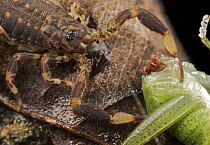 Katydid (Tettigoniidae) preyed upon by scorpion, Ranomafana National Park, Madagascar