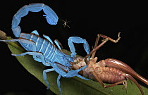 Scorpion feeding on prey, seen under UV light, Udzungwa Mountains National Park, Tanzania