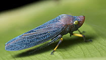 Leafhopper (Cicadellidae), Udzungwa Mountains National Park, Tanzania