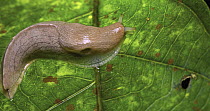 Slug, Montagne D'Ambre National Park, Madagascar