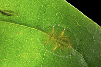 Scale insect, Danum Valley Conservation Area, Sabah, Borneo, Malaysia