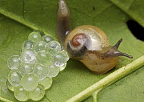 Snail female laying eggs, Bukit Barisan Selatan National Park, Indonesia