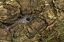Spider burrow, Virachey National Park, Cambodia