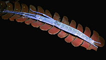 Stick insect, seen under UV light, Kinabalu National Park, Sabah, Borneo, Malaysia