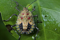 Stink bug, Yasuni National Park, Ecuador