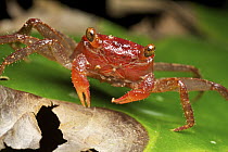 Crab, Bukit Barisan Selatan National Park, Indonesia