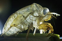Cicada (Cicadidae) shed exuvia, Ecuador