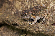 True Toad (Bufonidae), Nyungwe Forest, Rwanda