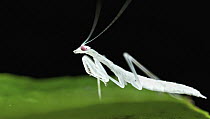 Mantid (Mantidae) juvenile, Cuc Phuong National Park, Vietnam