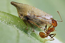 Treehopper (Membracidae) guarded by Ant (Formicidae), Andasibe-Mantadia National Park, Madagascar