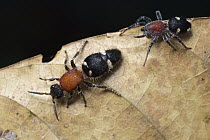 Velvet Ant (Mutillidae) with its mimic, the Corinnid Sac Spider (Graptartia granulosa), Udzungwa Mountains National Park, Tanzania