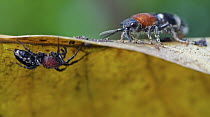 Velvet Ant (Mutillidae) with its mimic, the Corinnid Sac Spider (Graptartia granulosa), Udzungwa Mountains National Park, Tanzania
