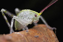 Katydid (Tettigoniidae), Mindo Cloud Forest, Ecuador