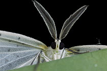 Moth, Kerinci Seblat National Park, Sumatra, Indonesia