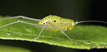 Katydid (Tettigoniidae), Cat Tien National Park, Vietnam