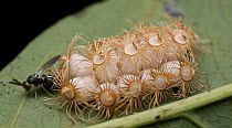 Wasp (Torymidae) parasitizing Stick Insect (Trachythorax sp)/neggs, Angkor Wat, Cambodia