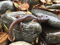 Arboreal Salamander (Aneides lugubris) active after first rain of the season, Watsonville, California