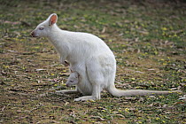 Red-necked Wallaby (Macropus rufogriseus) albino mother with joey, Cudlee Creek Conservation Park, South Australia, Australia