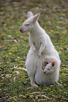 Red-necked Wallaby (Macropus rufogriseus) albino mother with joey, Cudlee Creek Conservation Park, South Australia, Australia