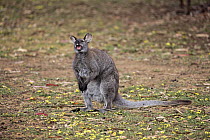 Red-necked Wallaby (Macropus rufogriseus) yawning, Cudlee Creek Conservation Park, South Australia, Australia