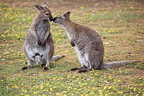 Red-necked Wallaby (Macropus rufogriseus) pair smelling each other, Cudlee Creek Conservation Park, South Australia, Australia