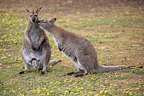 Red-necked Wallaby (Macropus rufogriseus) pair smelling each other, Cudlee Creek Conservation Park, South Australia, Australia