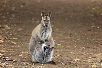 Red-necked Wallaby (Macropus rufogriseus) mother with joey, Cudlee Creek Conservation Park, South Australia, Australia