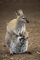 Red-necked Wallaby (Macropus rufogriseus) mother with joey, Cudlee Creek Conservation Park, South Australia, Australia