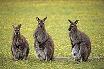 Red-necked Wallaby (Macropus rufogriseus) group, Cudlee Creek Conservation Park, South Australia, Australia