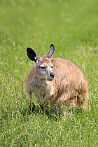 Wallaroo (Macropus robustus), Phillip Island, Gippsland, Victoria, Australia