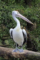 Australian Pelican (Pelecanus conspicillatus), Cudlee Creek Conservation Park, South Australia, Australia