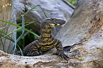 Lace Monitor Lizard (Varanus varius), Phillip Island, Gippsland, Victoria, Australia
