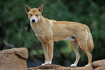 Dingo (Canis lupus dingo), Phillip Island, Gippsland, Victoria, Australia
