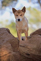 Dingo (Canis lupus dingo), Phillip Island, Gippsland, Victoria, Australia