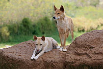 Dingo (Canis lupus dingo) pair, Phillip Island, Gippsland, Victoria, Australia