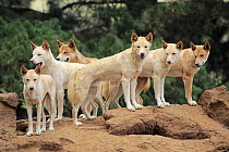 Dingo (Canis lupus dingo) pack, Phillip Island, Gippsland, Victoria, Australia