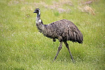 Emu (Dromaius novaehollandiae), Parndana, Kangaroo Island, South Australia, Australia