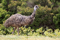 Emu (Dromaius novaehollandiae), Phillip Island, Gippsland, Victoria, Australia