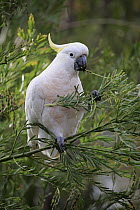 Sulphur-crested Cockatoo (Cacatua galerita) feeding, Long Beach, New South Wales, Australia