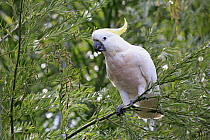 Sulphur-crested Cockatoo (Cacatua galerita), Long Beach, New South Wales, Australia