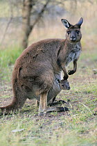 Western Grey Kangaroo (Macropus fuliginosus) mother with joey, Parndana, Kangaroo Island, South Australia, Australia