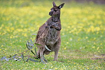 Western Grey Kangaroo (Macropus fuliginosus) feeding, Parndana, Kangaroo Island, South Australia, Australia