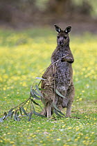 Western Grey Kangaroo (Macropus fuliginosus) pauses while feeding on eucalyptus, Parndana, Kangaroo Island, South Australia, Australia