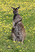 Western Grey Kangaroo (Macropus fuliginosus) grooming, Parndana, Kangaroo Island, South Australia, Australia