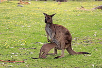 Western Grey Kangaroo (Macropus fuliginosus) mother nursing joey, Mount Lofty, South Australia, Australia