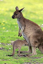 Western Grey Kangaroo (Macropus fuliginosus) mother nursing joey, Mount Lofty, South Australia, Australia