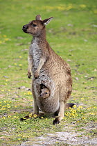 Western Grey Kangaroo (Macropus fuliginosus) mother with joey, Mount Lofty, South Australia, Australia
