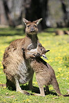 Western Grey Kangaroo (Macropus fuliginosus) mother playing with joey, Mount Lofty, South Australia, Australia