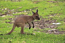 Western Grey Kangaroo (Macropus fuliginosus) joey, Mount Lofty, South Australia, Australia
